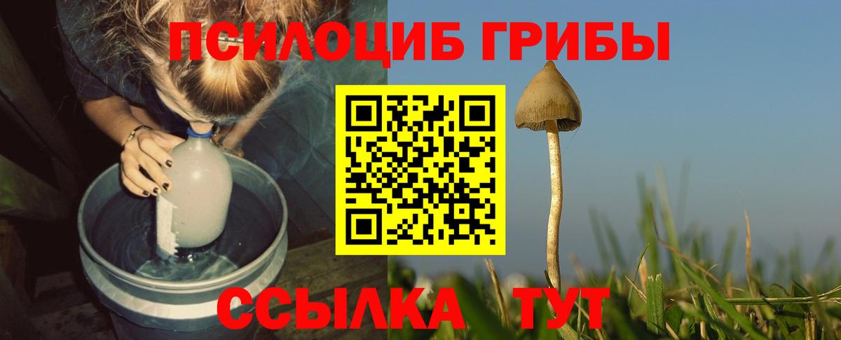 Тайшет  Галлюциногенные грибы мицелий  Вход с VPN  Галлюциногенные грибы Psilocybine cubensis 